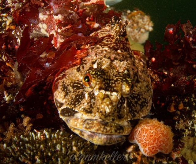 Cabezon resting in the reef