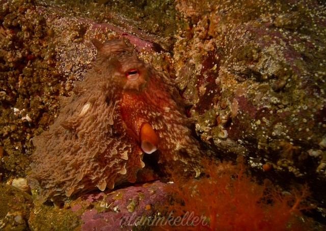 Giant Pacific octopus