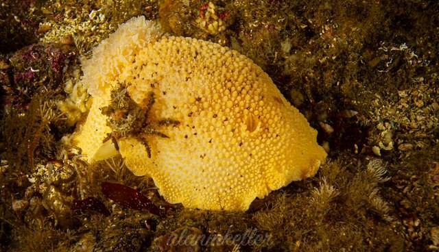 Sea lemon nudibranch