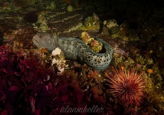 Wolf eel in the reef