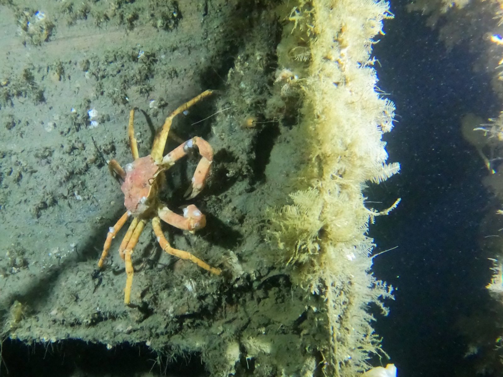 A crab making a home on the Empress