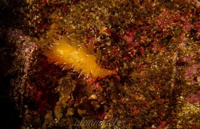 Golden Dirona nudibranch