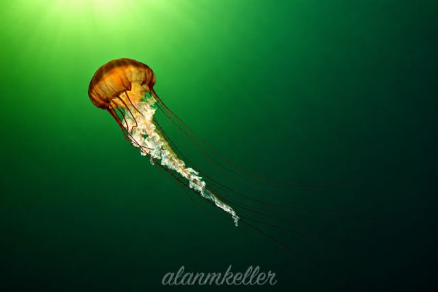 Sea nettle jellyfish