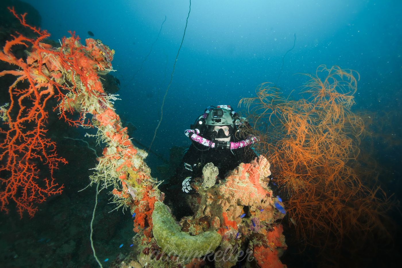 An anti-aircraft gun turned coral garden