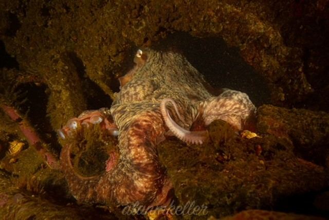 Giant Pacific octopus on the Vanlene wreck