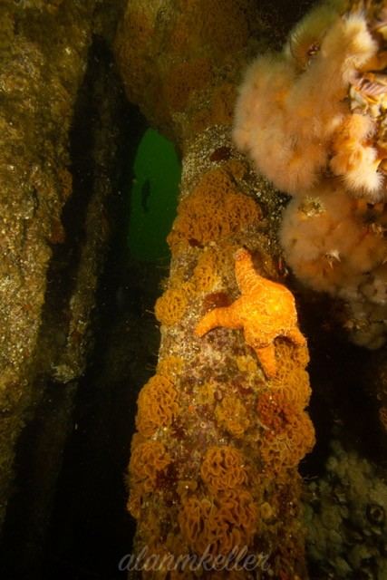 Encrusted wreckage of the Vanlene, with a sea star